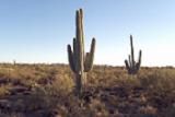 paysage de cactus au Mexique
